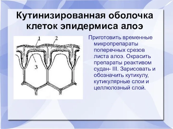 Кутинизированная оболочка клеток эпидермиса алоэ Приготовить временные микропрепараты поперечных срезов листа алоэ.