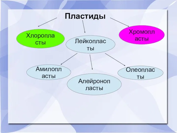 Пластиды Хлоропласты Лейкопласты Хромопласты Амилопласты Алейронопласты Олеопласты