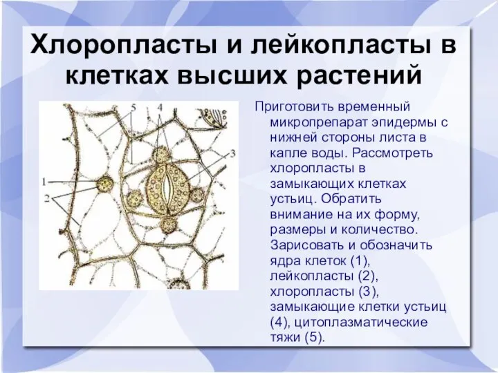 Хлоропласты и лейкопласты в клетках высших растений Приготовить временный микропрепарат эпидермы с