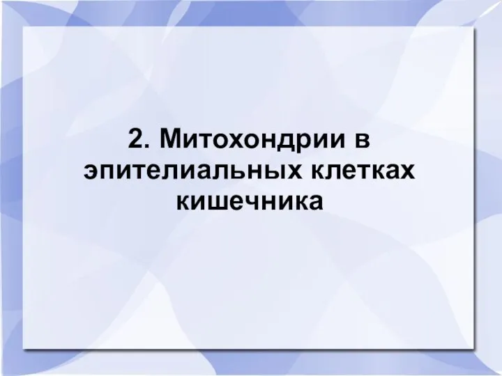 2. Митохондрии в эпителиальных клетках кишечника