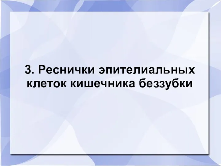 3. Реснички эпителиальных клеток кишечника беззубки