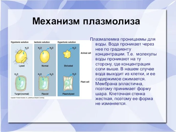 Механизм плазмолиза Плазмалемма проницаемы для воды. Вода проникает через нее по градиенту