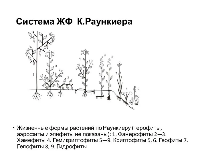 Система ЖФ К.Раункиера Жизненные формы растений по Раункиеру (терофиты, аэрофиты и эпифиты