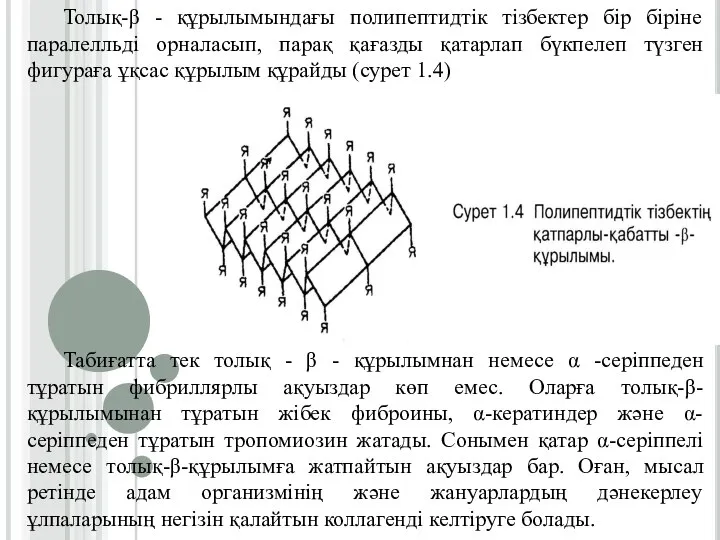 Толық-β - құрылымындағы полипептидтік тізбектер бір біріне паралелльді орналасып, парақ қағазды қатарлап