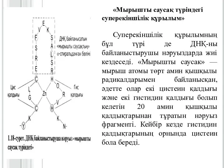 «Мырышты саусақ түріндегі суперекіншілік құрылым» Суперекіншілік құрылымның бұл түрі де ДНҚ-ны байланыстырушы