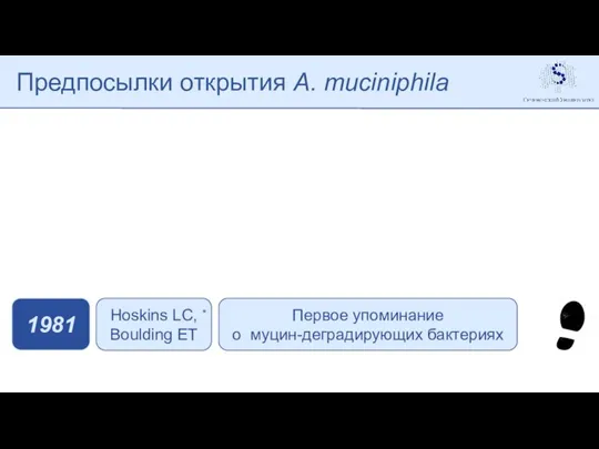 Предпосылки открытия A. muciniphila Первое упоминание о муцин-деградирующих бактериях 1981 Hoskins LC, Boulding ET *