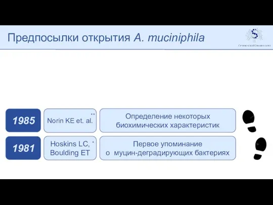 Предпосылки открытия A. muciniphila Первое упоминание о муцин-деградирующих бактериях 1981 Hoskins LC,