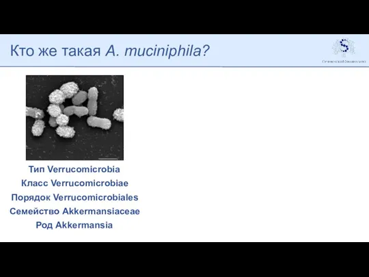 Кто же такая A. muciniphila? Тип Verrucomicrobia Класс Verrucomicrobiae Порядок Verrucomicrobiales Семейство Akkermansiaceae Род Akkermansia