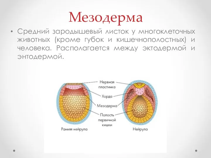 Мезодерма Средний зародышевый листок у многоклеточных животных (кроме губок и кишечнополостных) и