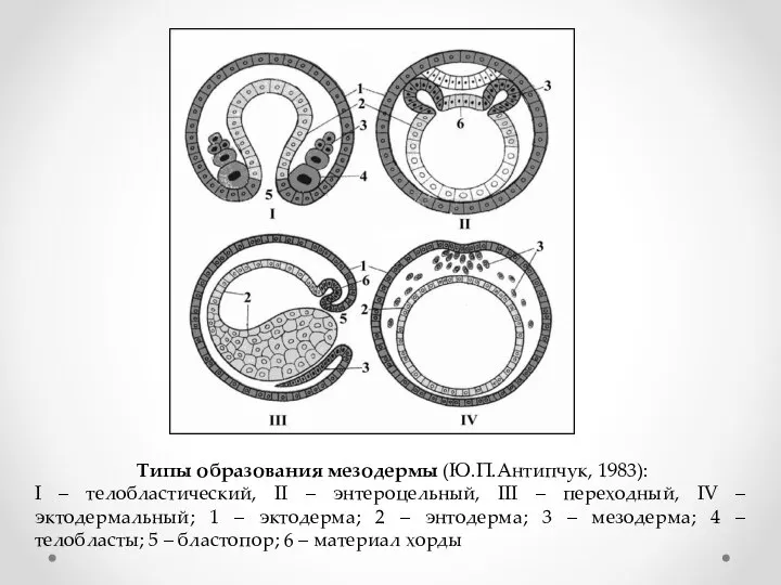 Типы образования мезодермы (Ю.П.Антипчук, 1983): I – телобластический, II – энтероцельный, III