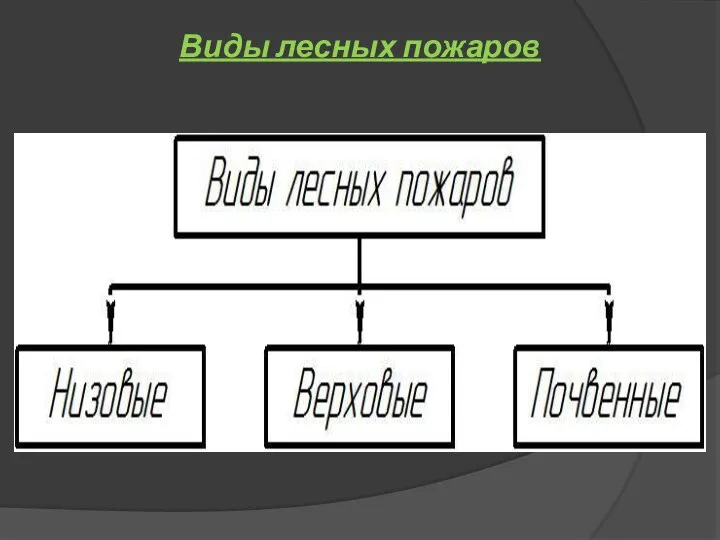 Виды лесных пожаров