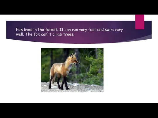 Fox lives in the forest. It can run very fast and swim