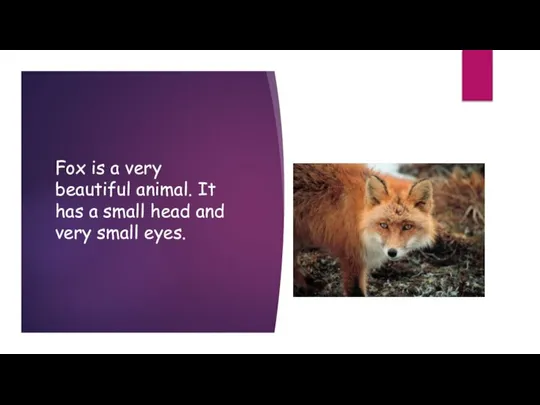 Fox is a very beautiful animal. It has a small head and very small eyes.