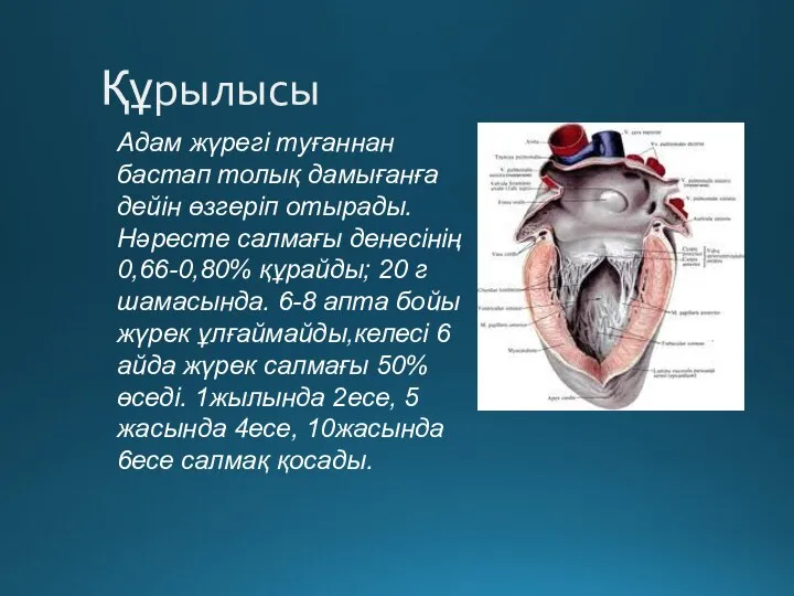 Құрылысы Адам жүрегі туғаннан бастап толық дамығанға дейін өзгеріп отырады. Нәресте салмағы