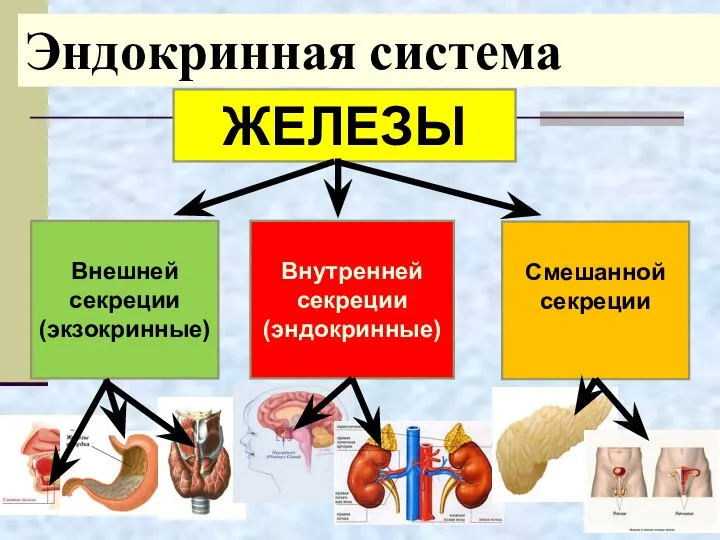 Эндокринная система ЖЕЛЕЗЫ Внешней секреции (экзокринные) Внутренней секреции (эндокринные) Смешанной секреции