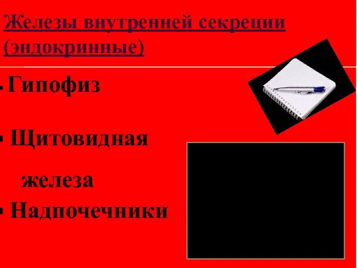 Железы внутренней секреции (эндокринные) Гипофиз Щитовидная железа Надпочечники Гормоны выделяются непосредственно в кровеносную систему