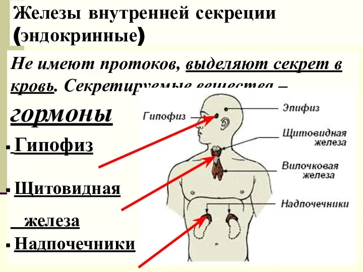 Железы внутренней секреции (эндокринные) Не имеют протоков, выделяют секрет в кровь. Секретируемые