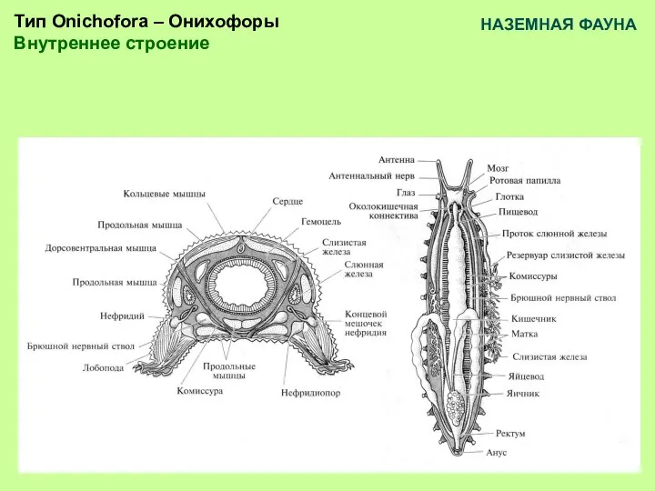 Тип Onichofora – Онихофоры Внутреннее строение НАЗЕМНАЯ ФАУНА