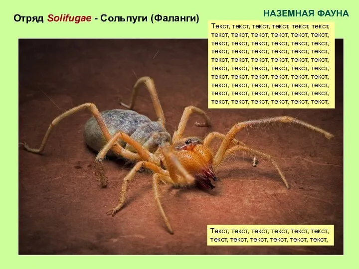 Отряд Solifugae - Сольпуги (Фаланги) Текст, текст, текст, текст, текст, текст, текст,