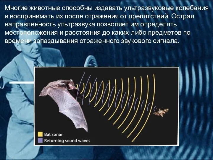 Многие животные способны издавать ультразвуковые колебания и воспринимать их после отражения от