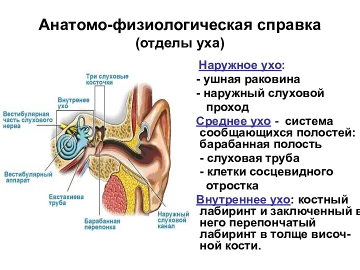 Анатомо-физиологическая справка (отделы уха) Наружное ухо: - ушная раковина - наружный слуховой