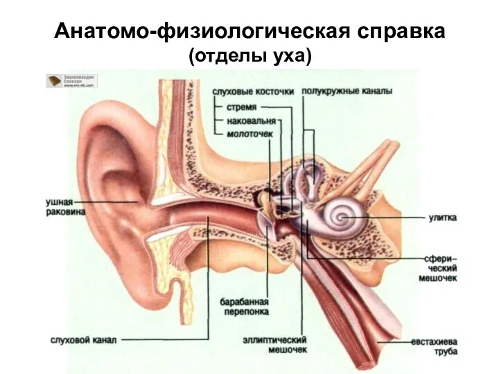 Анатомо-физиологическая справка (отделы уха)