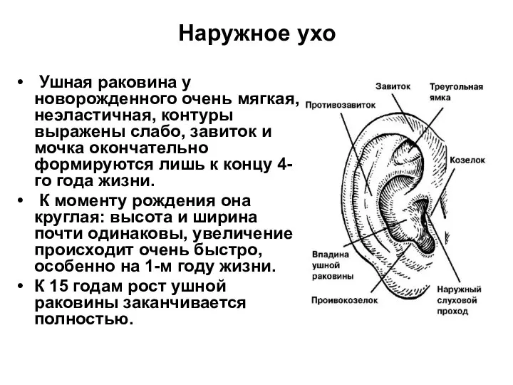 Наружное ухо Ушная раковина у новорожденного очень мягкая, неэластичная, контуры выражены слабо,