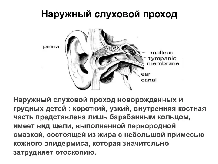 Наружный слуховой проход Наружный слуховой проход новорожденных и грудных детей : короткий,