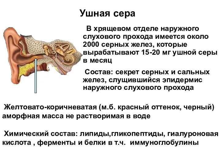 В хрящевом отделе наружного слухового прохода имеется около 2000 серных желез, которые