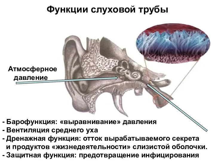 Функции слуховой трубы - Барофункция: «выравнивание» давления - Вентиляция среднего уха -