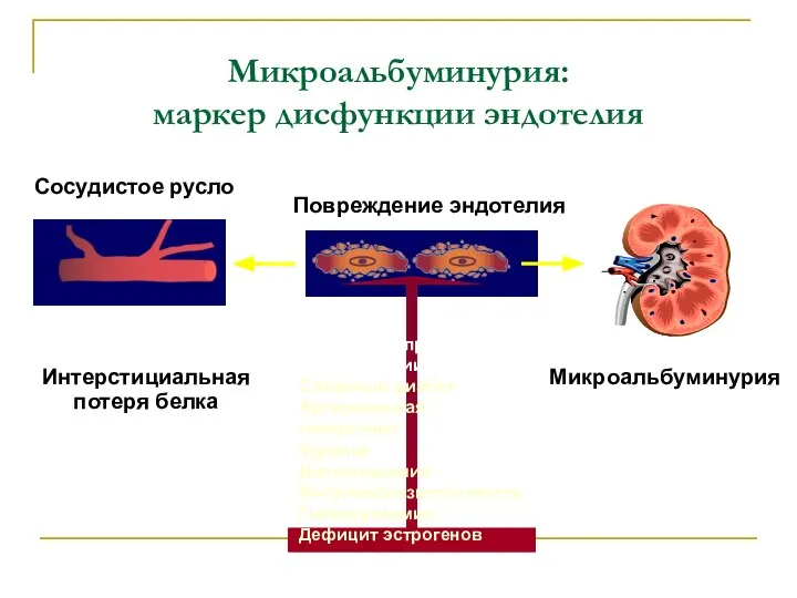 Микроальбуминурия: маркер дисфункции эндотелия Повреждение эндотелия Интерстициальная потеря белка Сосуды почек Сосудистое