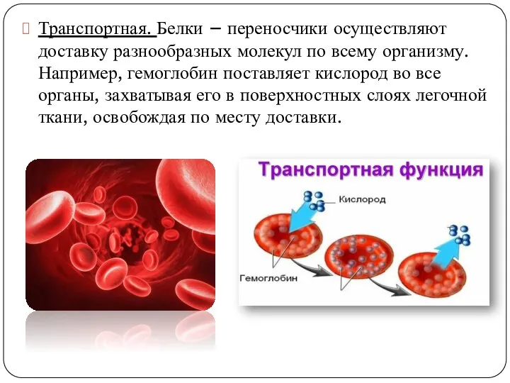 Транспортная. Белки – переносчики осуществляют доставку разнообразных молекул по всему организму. Например,