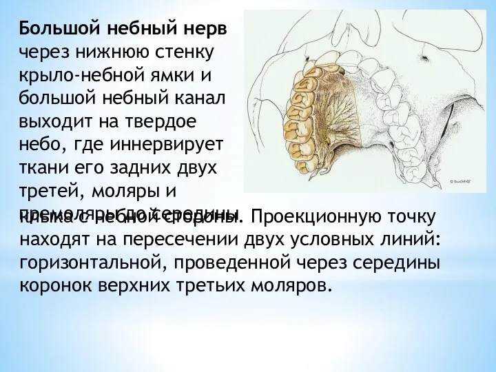 Большой небный нерв через нижнюю стенку крыло-небной ямки и большой небный канал