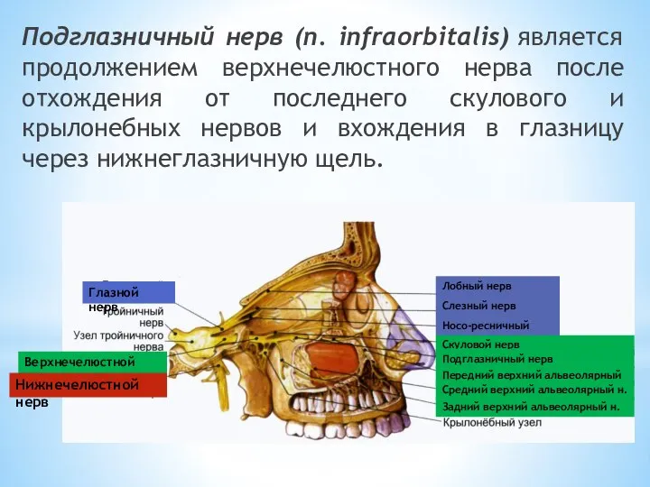 Подглазничный нерв (n. infraorbitalis) является продолжением верхнечелюстного нерва после отхождения от последнего