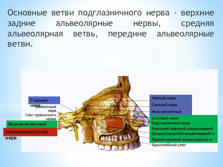 Основные ветви подглазничного нерва - верхние задние альвеолярные нервы, средняя альвеолярная ветвь,