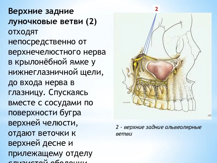 Верхние задние луночковые ветви (2) отходят непосредственно от верхнечелюстного нерва в крылонёбной