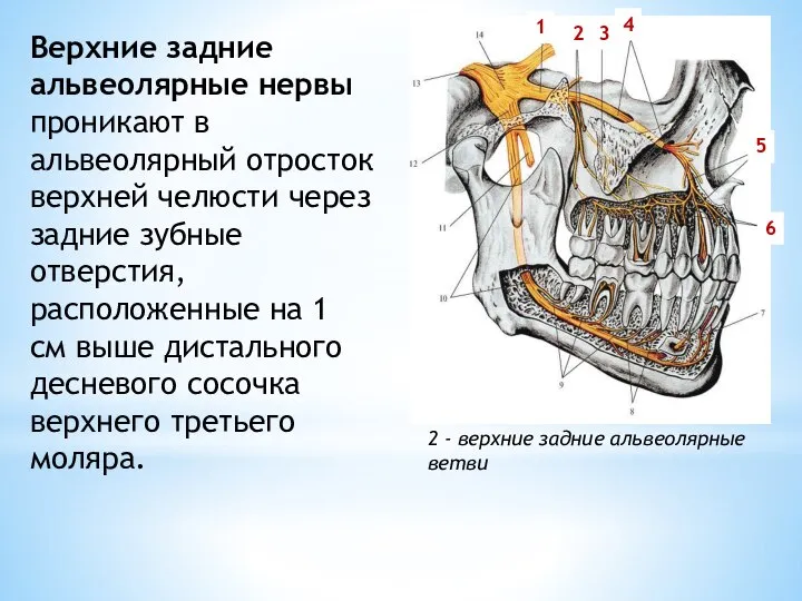 2 - верхние задние альвеолярные ветви 3 4 6 5 2 1