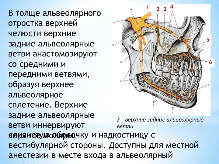 2 - верхние задние альвеолярные ветви 3 4 6 5 2 1