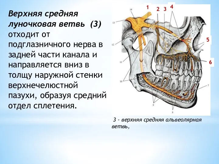 3 - верхняя средняя альвеолярная ветвь, 3 4 6 5 2 1