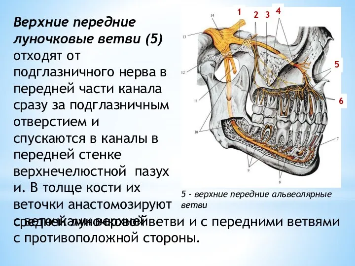 5 - верхние передние альвеолярные ветви 3 4 6 5 2 1