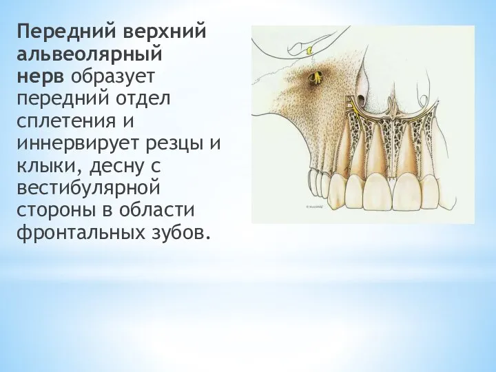 Передний верхний альвеолярный нерв образует передний отдел сплетения и иннервирует резцы и