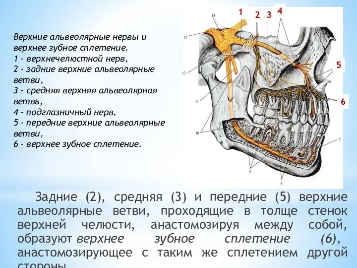 Задние (2), средняя (3) и передние (5) верхние альвеолярные ветви, проходящие в