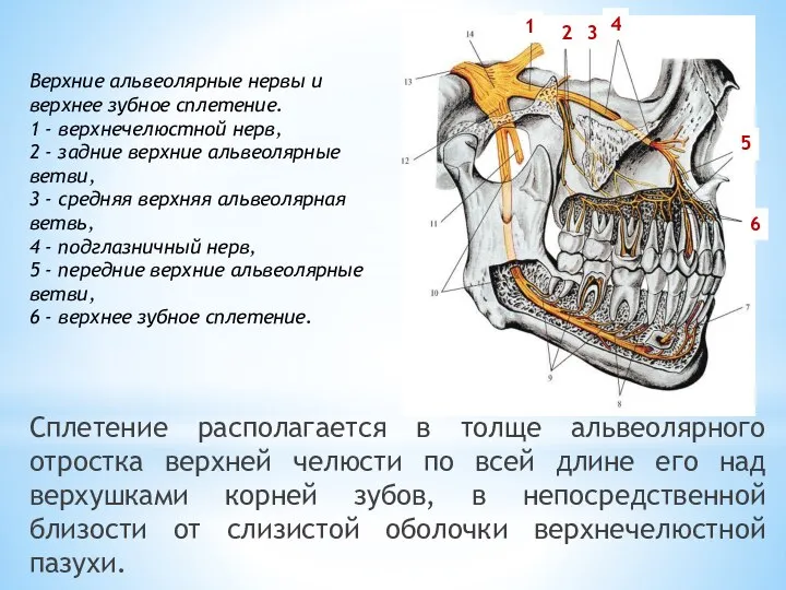 Сплетение располагается в толще альвеолярного отростка верхней челюсти по всей длине его