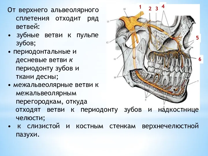 От верхнего альвеолярного сплетения отходит ряд ветвей: • зубные ветви к пульпе