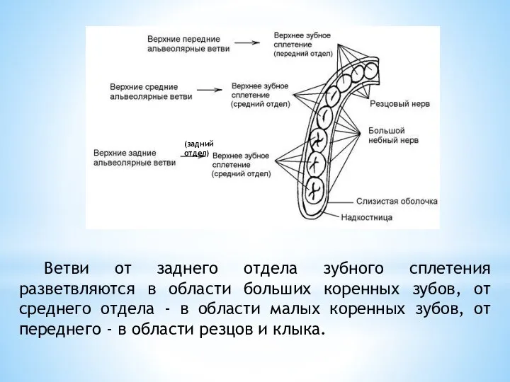 Ветви от заднего отдела зубного сплетения разветвляются в области больших коренных зубов,