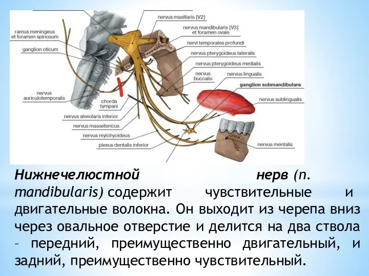 Нижнечелюстной нерв (n. mandibularis) содержит чувствительные и двигательные волокна. Он выходит из