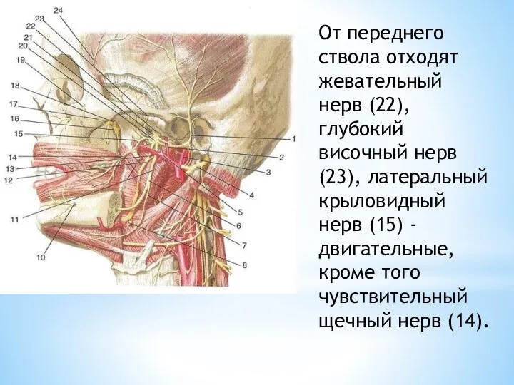 От переднего ствола отходят жевательный нерв (22), глубокий височный нерв (23), латеральный