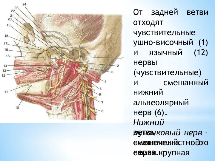 От задней ветви отходят чувствительные ушно-височный (1) и язычный (12) нервы (чувствительные)