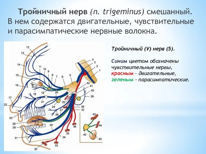 Тройничный нерв (n. trigeminus) смешанный. В нем содержатся двигательные, чувствительные и парасимпатические