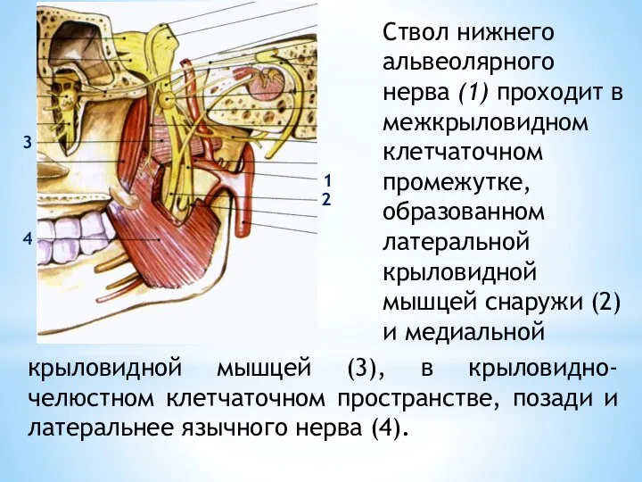 Ствол нижнего альвеолярного нерва (1) проходит в межкрыловидном клетчаточном промежутке, образованном латеральной